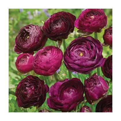 Pryskyřník Tomer Purple - Ranunculus asiaticus - prodej cibulovin - 3 ks