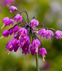 Česnek převislý - Allium cernuum - prodej cibulovin - 3 ks