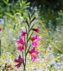 Mečík obecný - Gladiolus byzantinus - prodej cibulovin - 3 ks