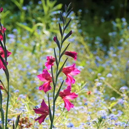 Mečík obecný - Gladiolus byzantinus - prodej cibulovin - 3 ks