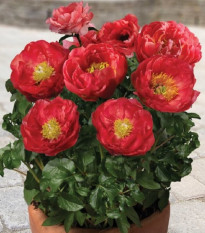 Pivoňka Patio Moscow - Paeonia lactiflora - prodej cibulovin - 1 ks