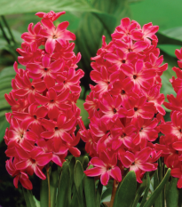 Hyacint Red Glory - Hyacinthus - prodej cibulovin - 1 ks