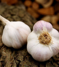 Sadbový česnek Matinka - Allium sativum - nepaličák - prodej česneku - 1 balení