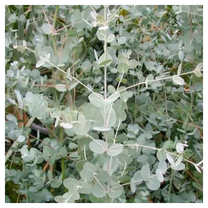 Eukalyptus Gunni - Blahovičník Gunnův - Eucalyptus gunni - prodej semen - 10 ks