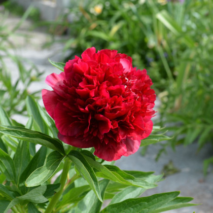 Pivoňka lékařská Rubra Plena - Paeonia officinalis - prodej cibulovin - 1 ks