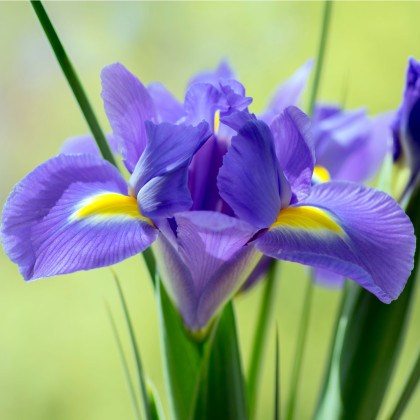 Kosatec holandský Sapphire Beauty - Iris hollandica - prodej cibulovin - 3 ks