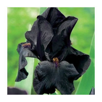 Kosatec německý Black Night - Iris germanica - prodej hlíz - 1 ks