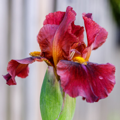 Kosatec německý Red Zinger - Iris germanica - prodej hlíz - 1 ks