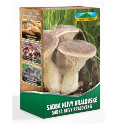 Hlíva královská máčková - Pleurotus ery - sadba - prodej - 250 ml