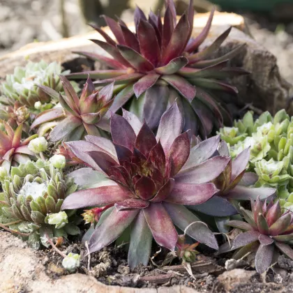 Netřesk - Skalní růže směs - Sempervivum hybridum - prodej semen - 30 ks