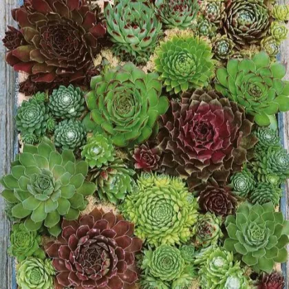 Netřesk - Skalní růže směs - Sempervivum hybridum - prodej semen - 30 ks