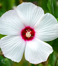 Ibišek bahenní Nippon White F1 - Hibiscus moscheutos - prodej semen - 5 ks