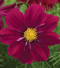 Krásenka Sonata Purple Shades - Cosmos bipinnatus - prodej semen - 15 ks