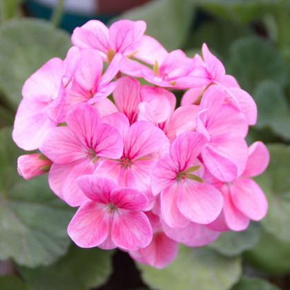 Muškát páskatý Jarka F1 - Pelargonium zonale - prodej semen - 6 ks