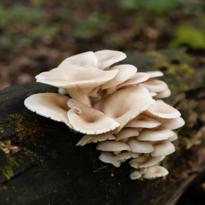 Hlíva ústřičná - Pleurotus ostreatus - sadba - prodej - 250 ml