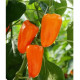 BIO Paprika Flynn F1 - Capsicum annuum - prodej bio semen - 6 ks