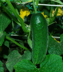 Okurka Najada F1 - Cucumis sativus - prodej semen - 15 ks