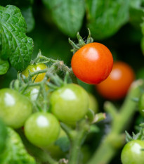 Rajče keříčkové Microberry - Solanum lycopersicum - prodej semen - 6 ks