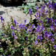 Šišák alpský - Scutellaria alpina - prodej semen - 15 ks