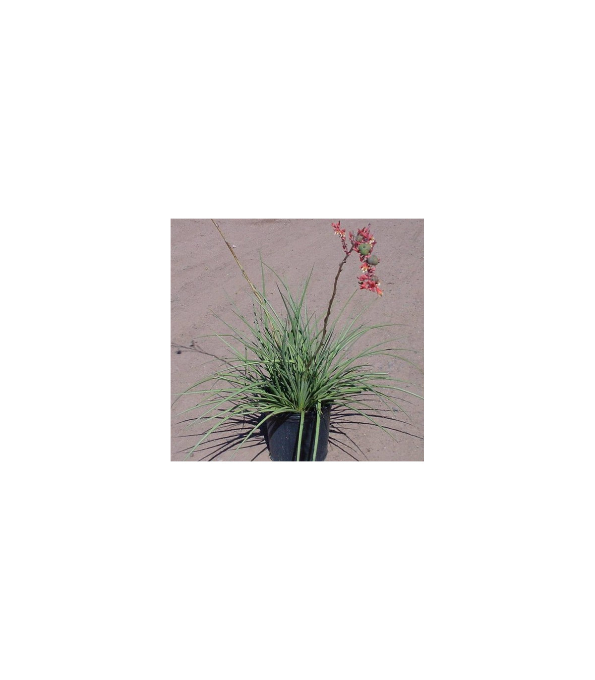 Juka červená- Yucca- semena 3 ks