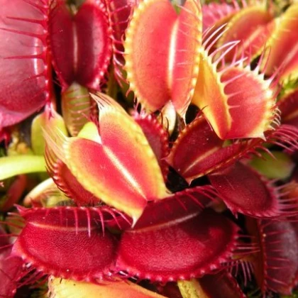 Semínka mucholapky – Dionaea muscipla - Mucholapka červená Redline  - prodej semen - 10 ks