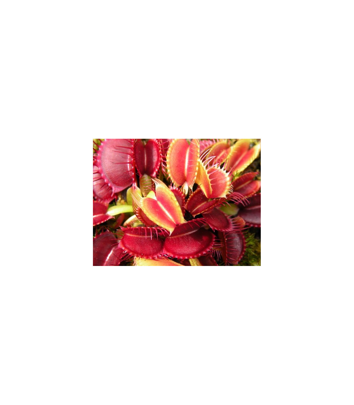 Semínka mucholapky – Dionaea muscipla - Mucholapka červená Redline  - prodej semen - 10 ks