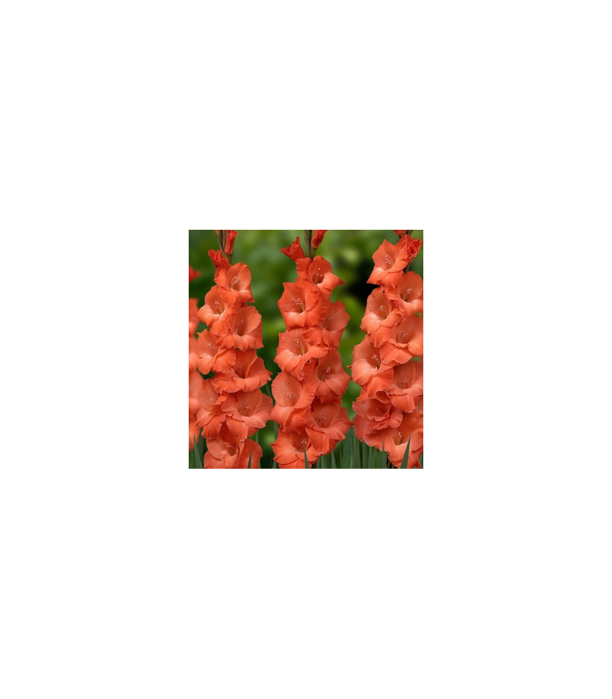 Gladiol oranžový - Gladiolus communis - prodej cibulovin - 3 ks
