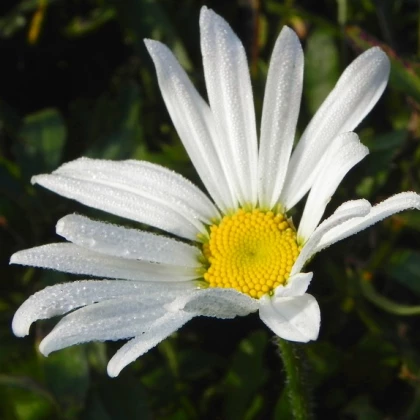 Kopretina bílá  - Chrysanthemum leucanthemum - prodej semen - 200 ks