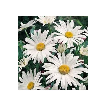 Kopretina bílá Alaska - Chrysanthemum leucanthemum - prodej semen - 250 ks