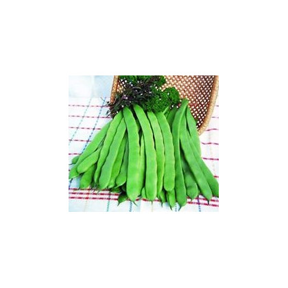 Fazole zahradní tyčková Hilda - Phaseolus vulgaris - prodej semen - 20 ks