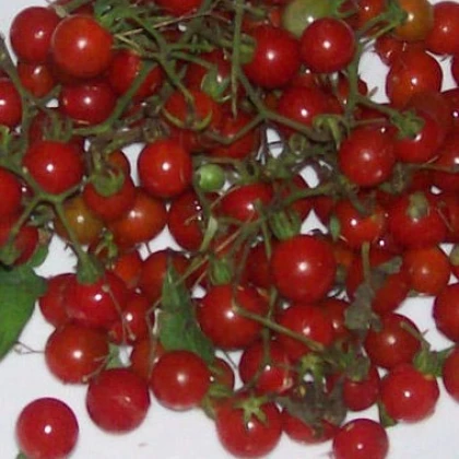 Semínka divokých rajčátek - Solnum pimpinellifolium - Divoká rajčátka - prodej semen - 6 ks