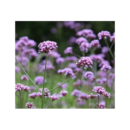 Sporýš argentinský - Verbena bonariensis - prodej semen - 200 ks