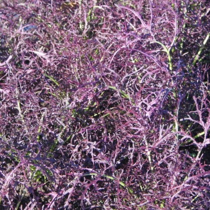 Semínka Mizuny - Brassica campestris Japonica -  Mizuna Červený Devil F1 - prodej semen - 0,02 g