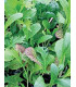 Semínka směsi salátů - Směs asijských salátů - prodej semen - 0,1 g