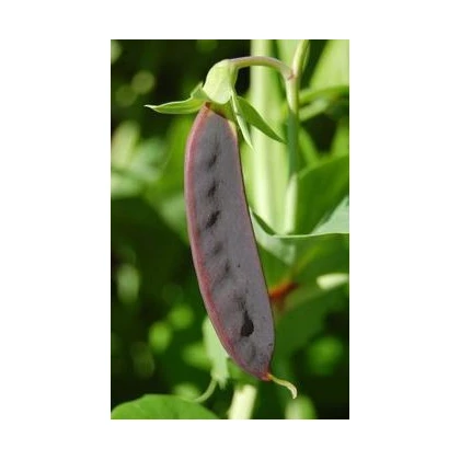 Semínka hrachu - Pisum sativum - Hrách cukrový pestrobarevný -  prodej semen - 8 g