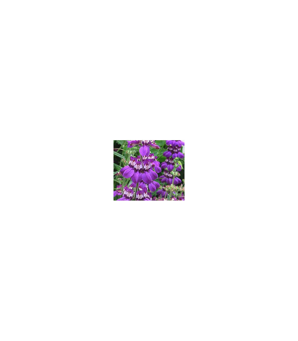 Kolinsie různolistá Bicolor - Collinsia heterophylla - prodej semen - 10 ks