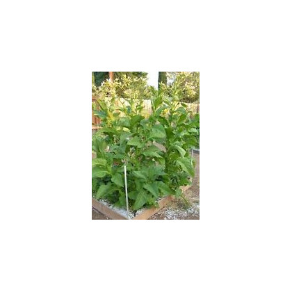 Semínka tabáku - Nicotiana tabacum - Tabák Madole SPECIÁL - prodej semen - 20 ks