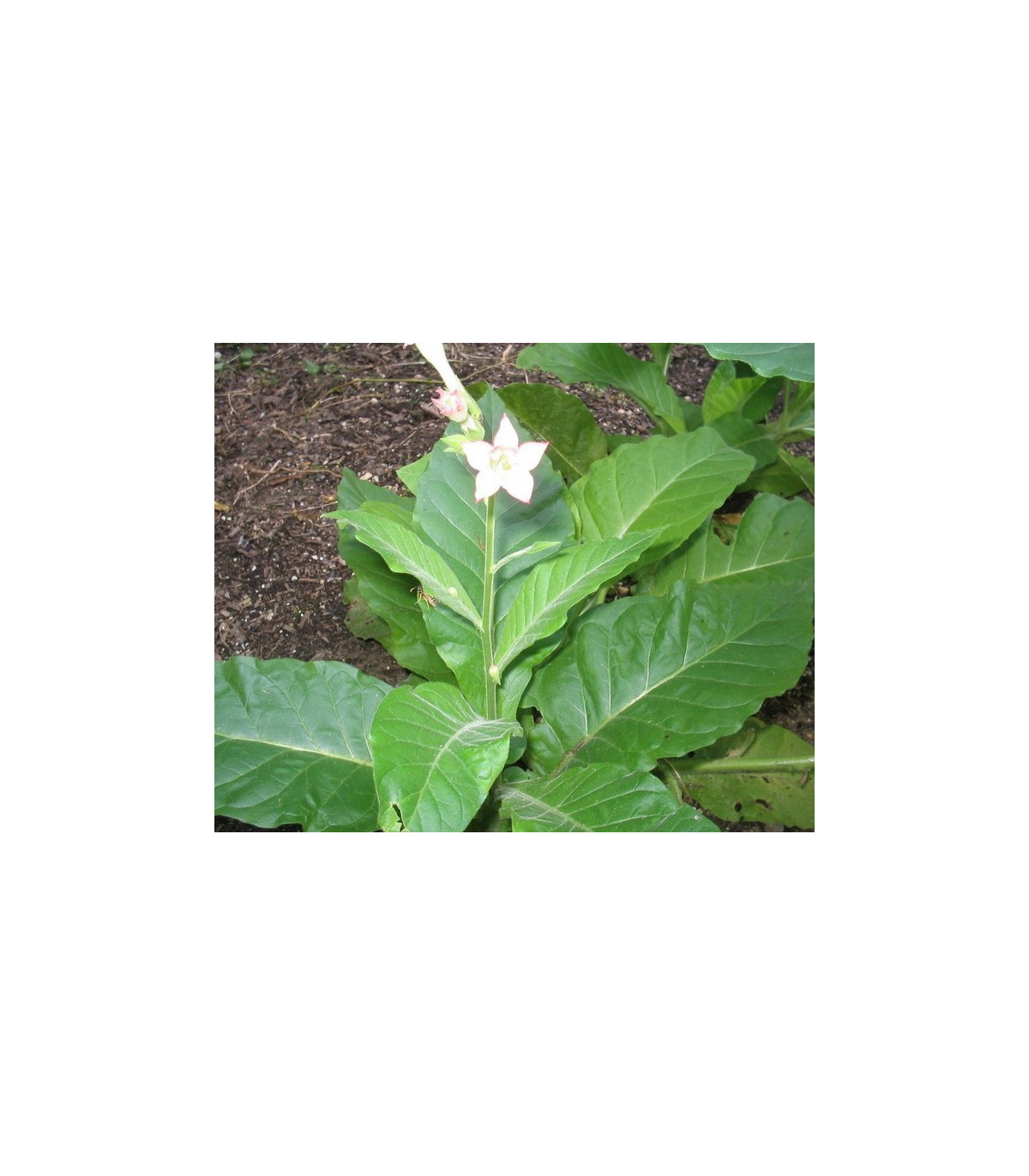 Semínka tabáku - Nicotiana tabacum - Tabák Hnědý List - prodej semen - 25 ks