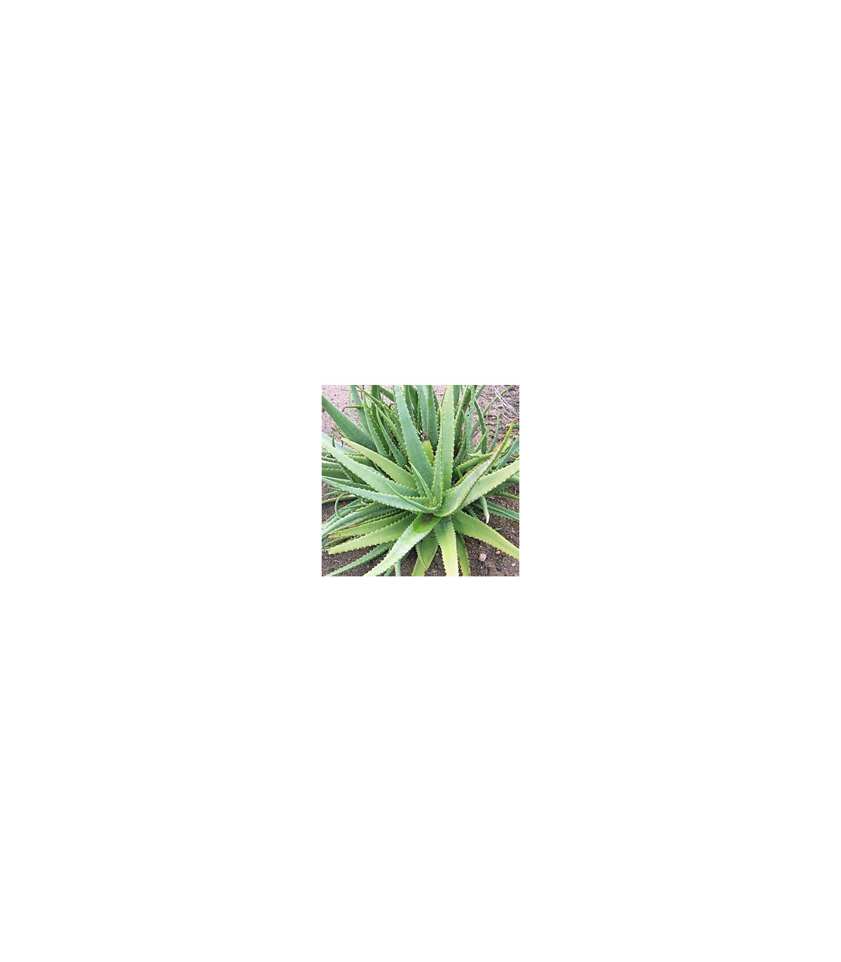 Semínka aloe - Aloe camperi - prodej semen - 6 ks 