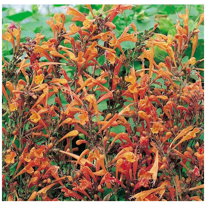 Agastache Apricot Sprite - Agastache aurantiaca - semena agastache - 20 ks