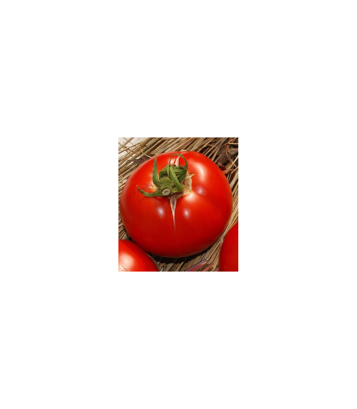 Semínka rajčete - Rajče polní zakrslé Saint Pierre - prodej semen -15 ks