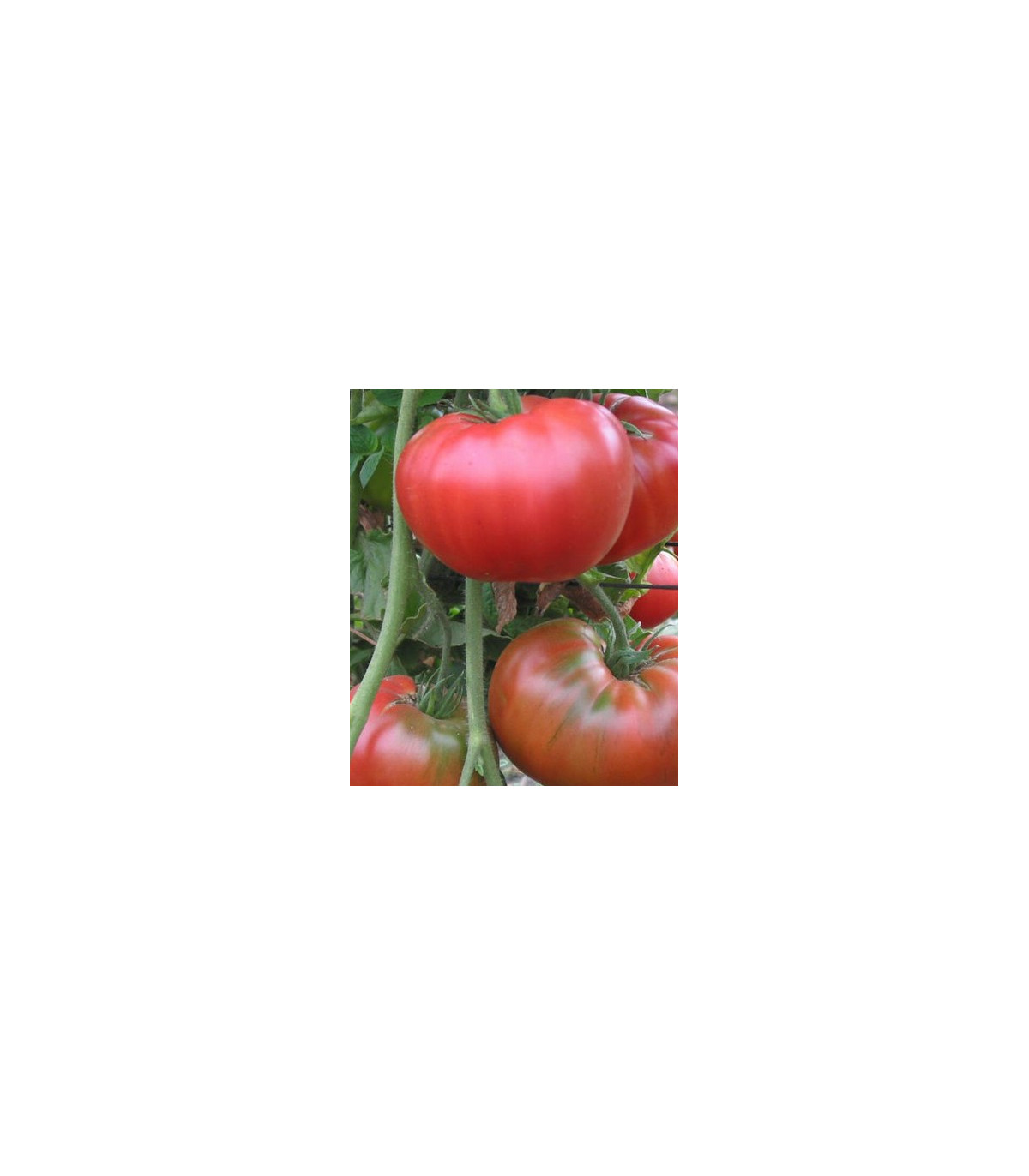 Semínka rajčete - Rajče tyčkové hybridní Virginia F1 - prodej semen - 5 ks
