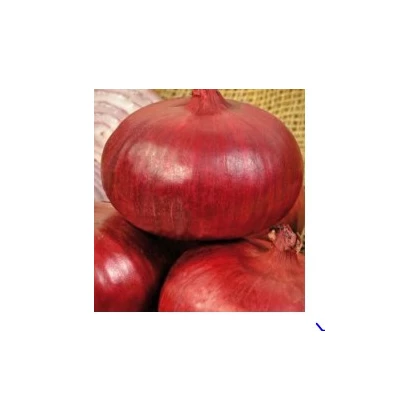 Semínka cibulí - Cibule jarní kuchyňská Brunswijker - prodej semen - 0,5 g