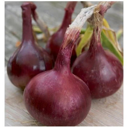 Semínka cibule -  Allium cepa L. - Cibule Červený baron - prodej semen - 0,5 g