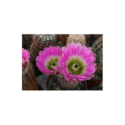 Semínka kaktusu - Kaktus Echinocereus mix - prodej semen - 4 ks