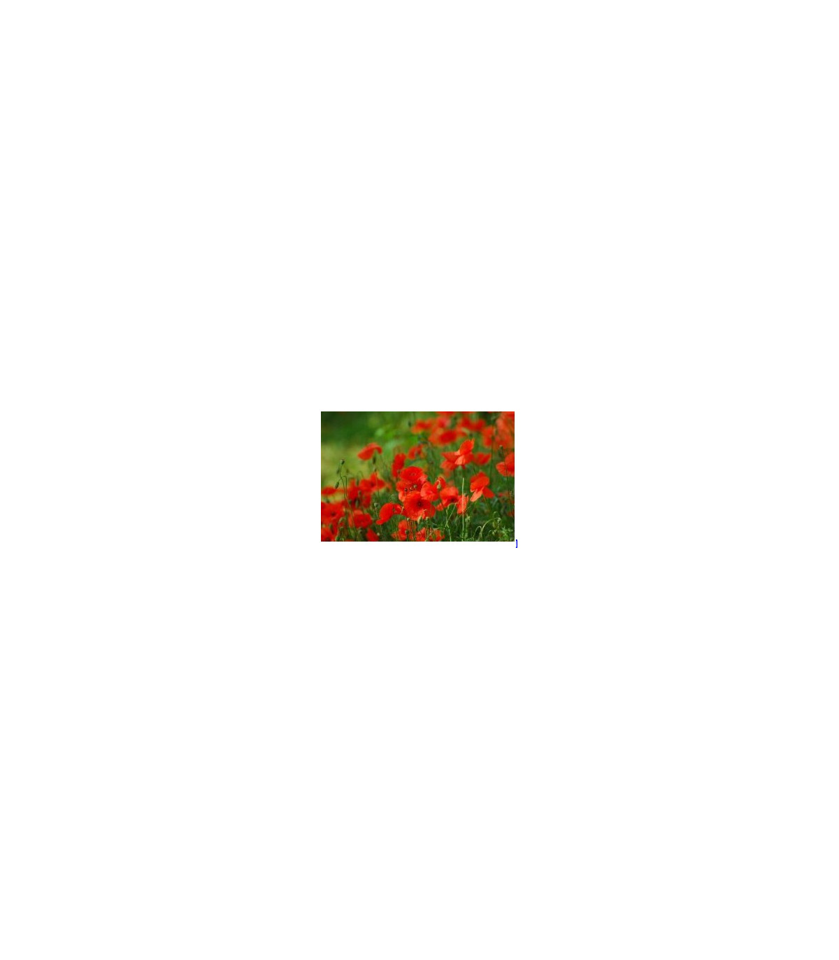 Mák vlčí červený - Papaver rhoeas - prodej semen - 0,2 g