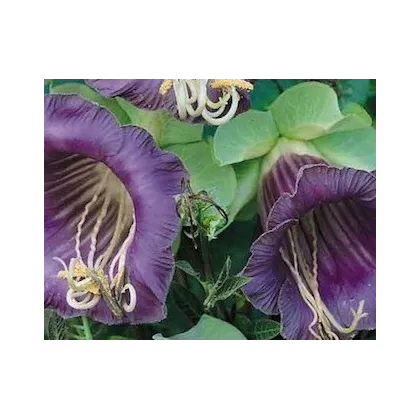 Vilec šplhavý modrý - Cobaea scandens - prodej semen - 7 ks