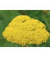 Řebříček tužebníkový Parkers žlutý - Achillea filipendulina - prodej semen - 900 ks