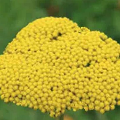 Řebříček tužebníkový Parkers žlutý - Achillea filipendulina - prodej semen - 0,5 g