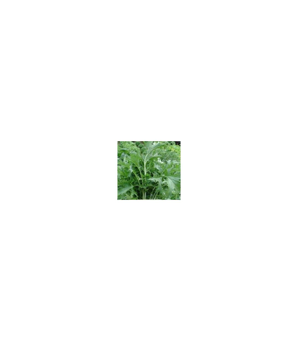 Semínka mizuny - Brassica campestris Japonica - Mizuna Kruis F1 - prodej semen - 0,02 g